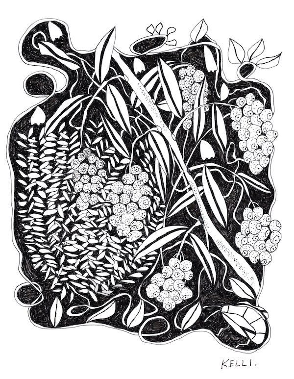 Drawing of blue berries by Kelli Foret. Drawing of blue berries by Kelli Foret.