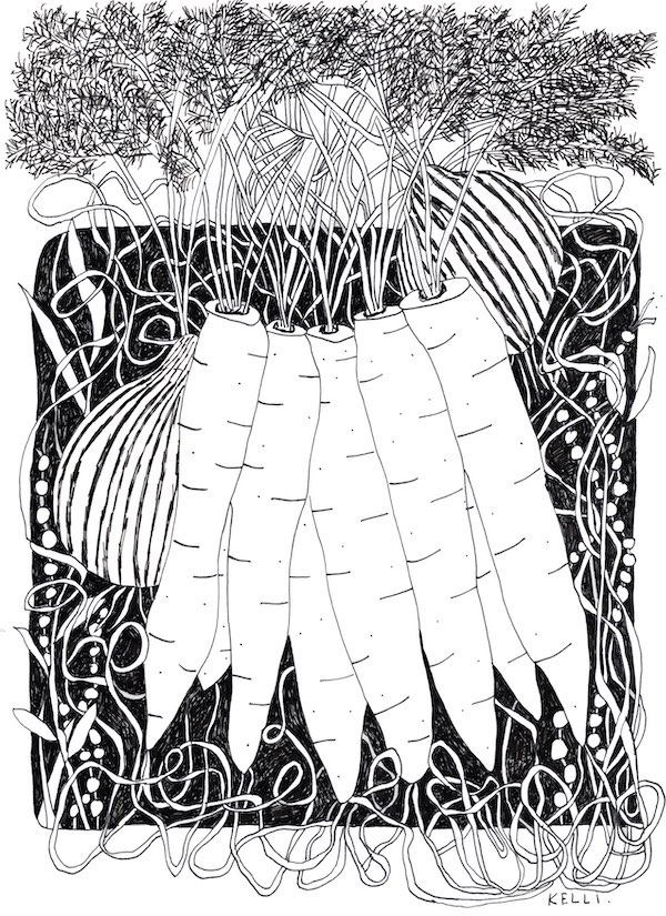 Drawing of carrots and onions by Kelli Foret. Drawing of carrots and onions by Kelli Foret.