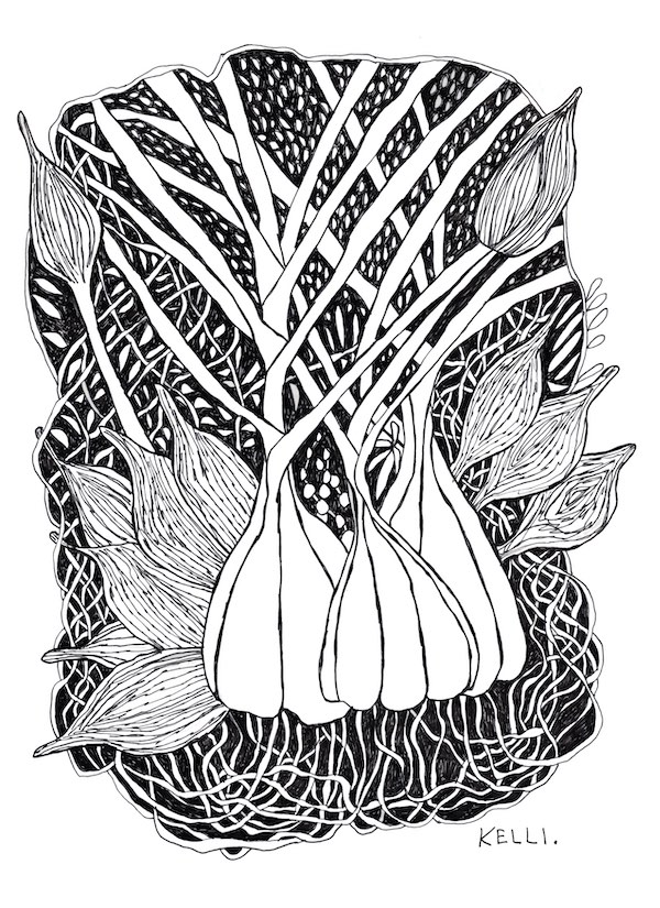 Drawing of garlic by Kelli Foret. Drawing of garlic by Kelli Foret.