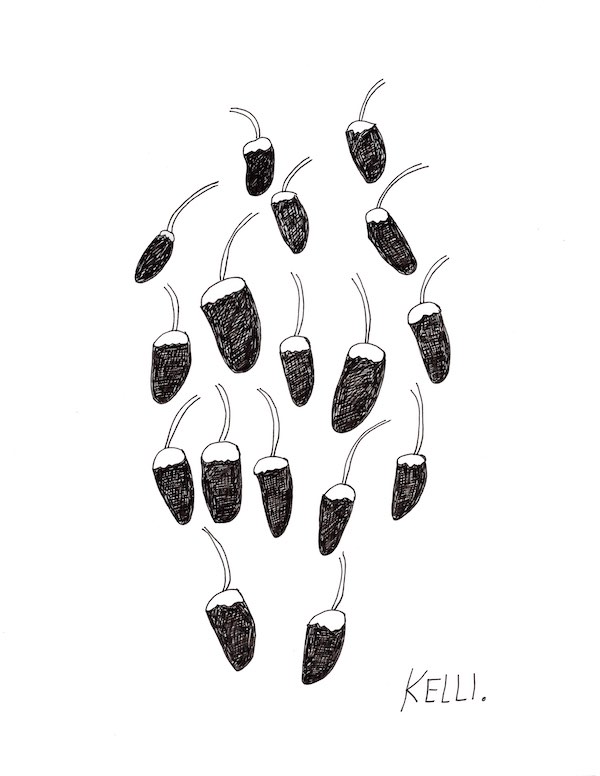 Drawing of gogi berry by Kelli Foret. Drawing of gogi berry by Kelli Foret.