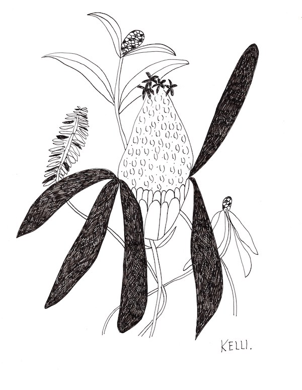 Drawing of pollinator by Kelli Foret. Drawing of pollinator by Kelli Foret.