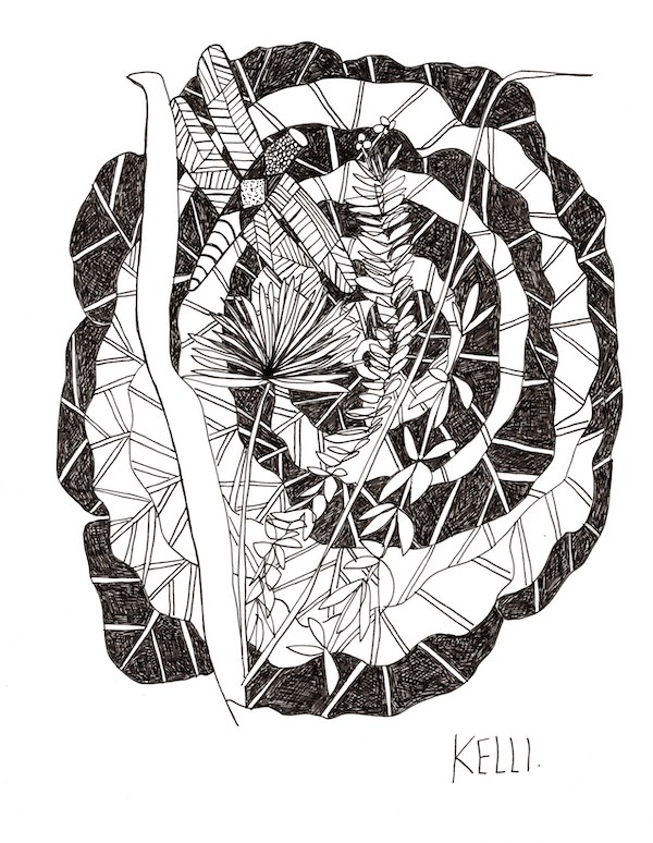 Drawing of lettuce by Kelli Foret. Drawing of lettuce by Kelli Foret.