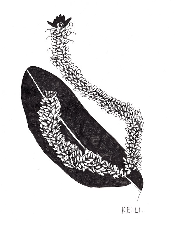 Drawing of muellin by Kelli Foret. Drawing of muellin by Kelli Foret.