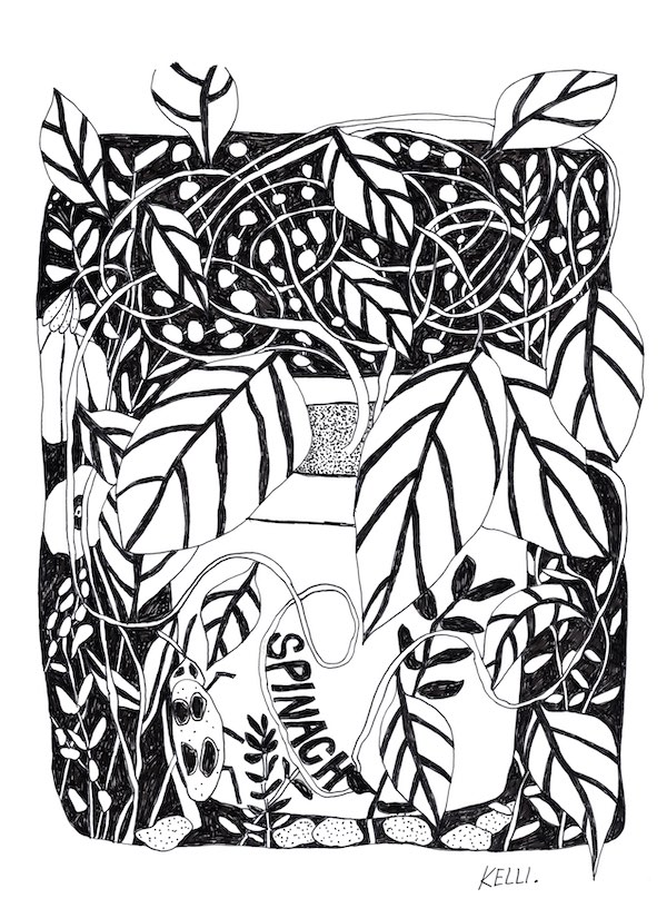 Drawing of Spinach by Kelli Foret. Drawing of Spinach by Kelli Foret.
