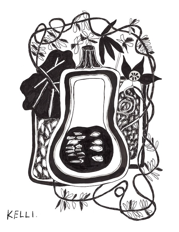 Drawing of Squash by Kelli Foret. Drawing of Squash by Kelli Foret.