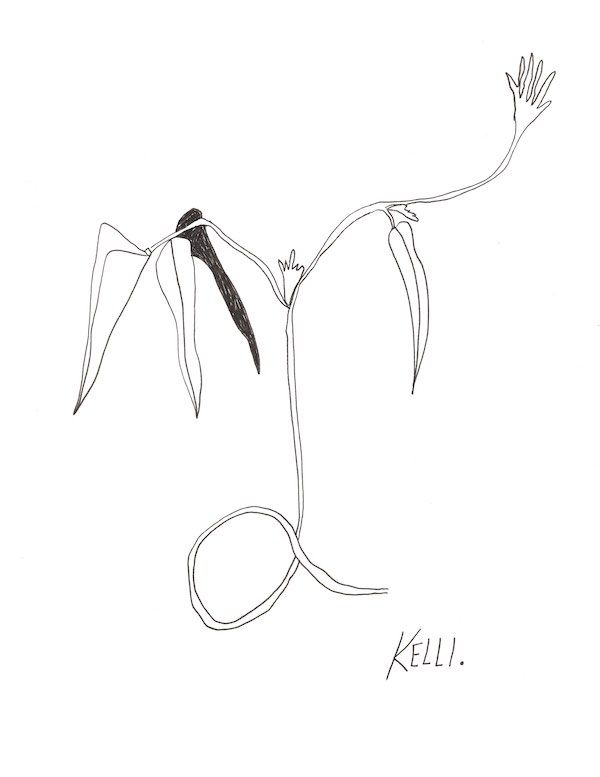 yard long beans in August018